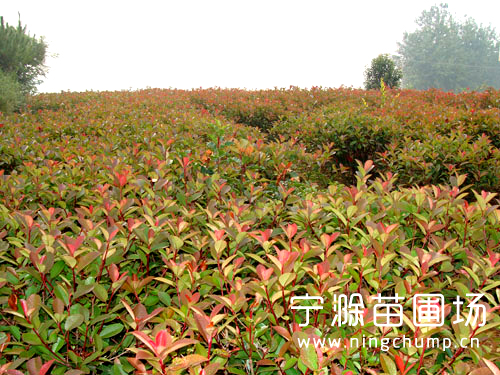 苗圃實(shí)拍