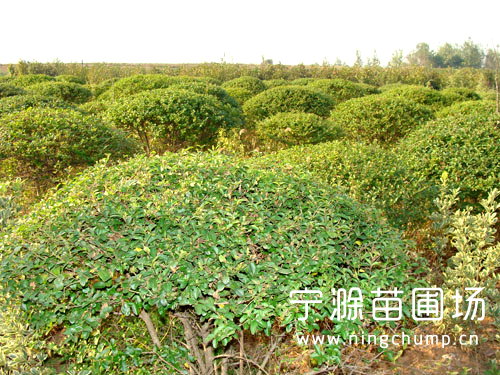 苗圃實(shí)拍