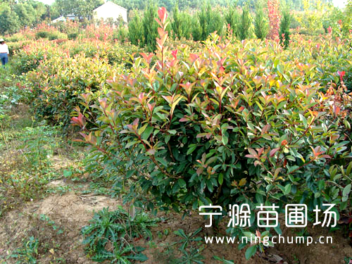 苗圃實(shí)拍