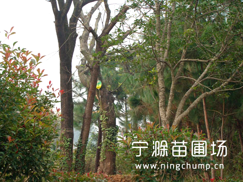 苗圃實(shí)拍