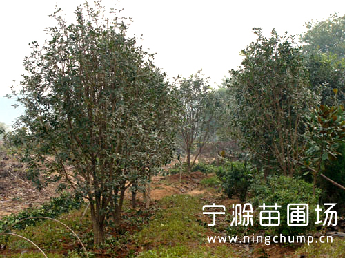 苗圃實(shí)拍