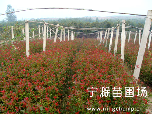 苗圃實(shí)拍