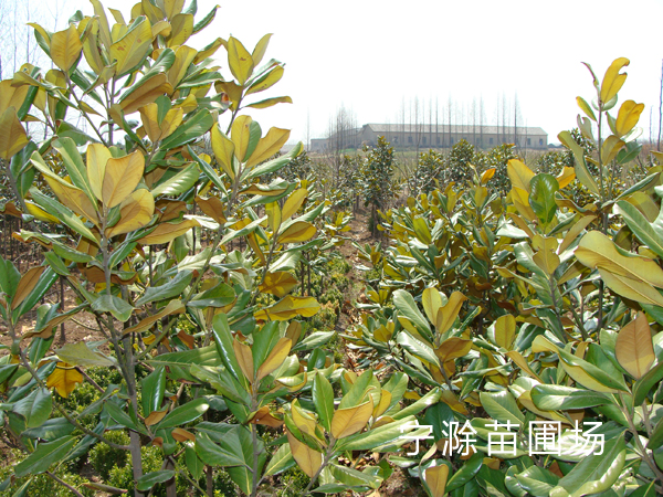 廣玉蘭