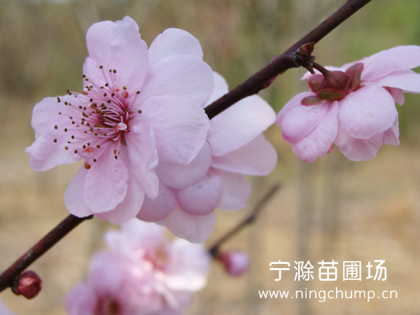 苗圃實(shí)拍