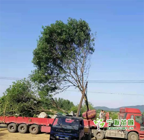 苗木裝車